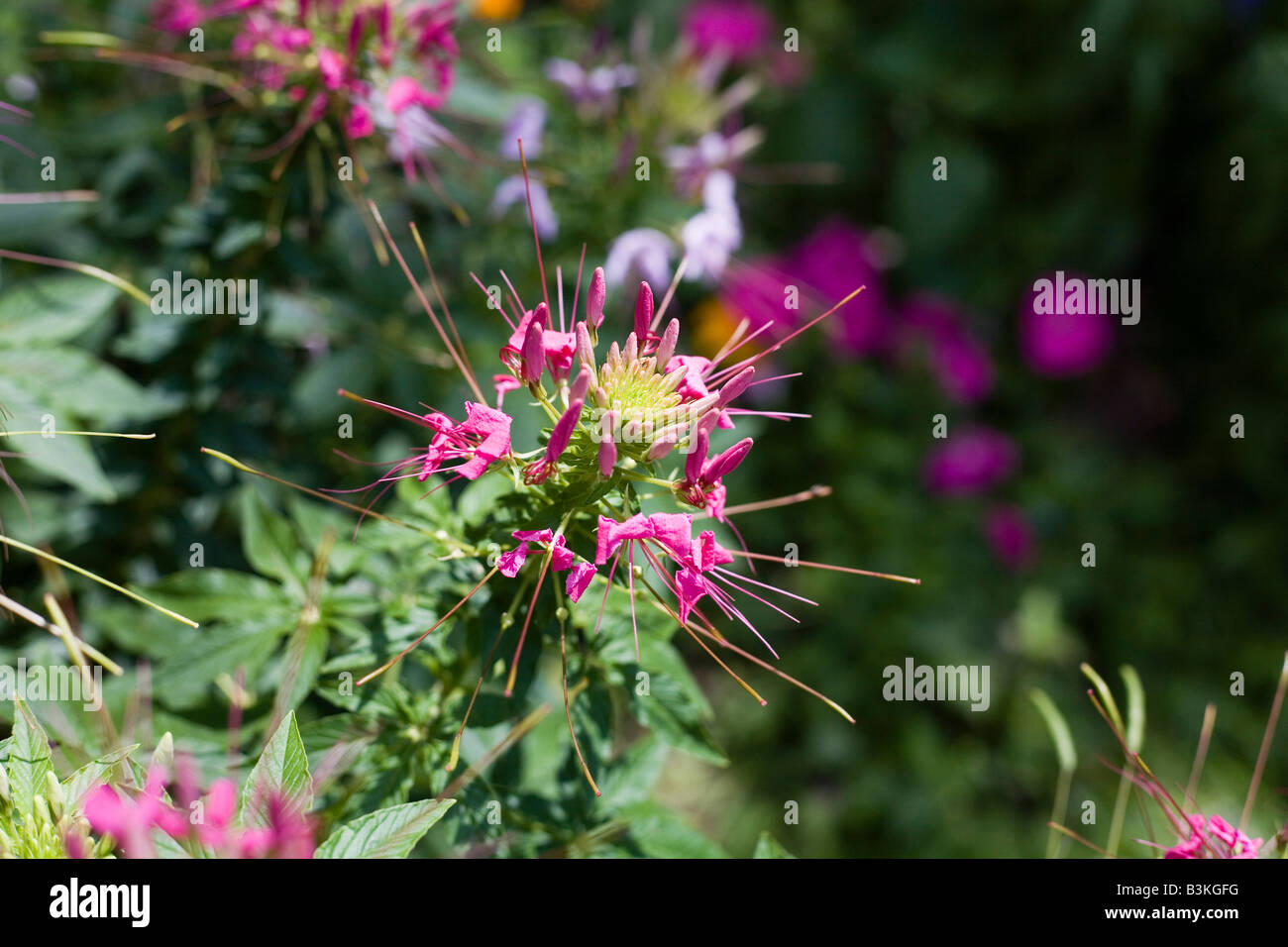 Epcot Flower and Garden Show Epcot Center Walt Disney World Orlando Floride plantes Fleurs Banque D'Images