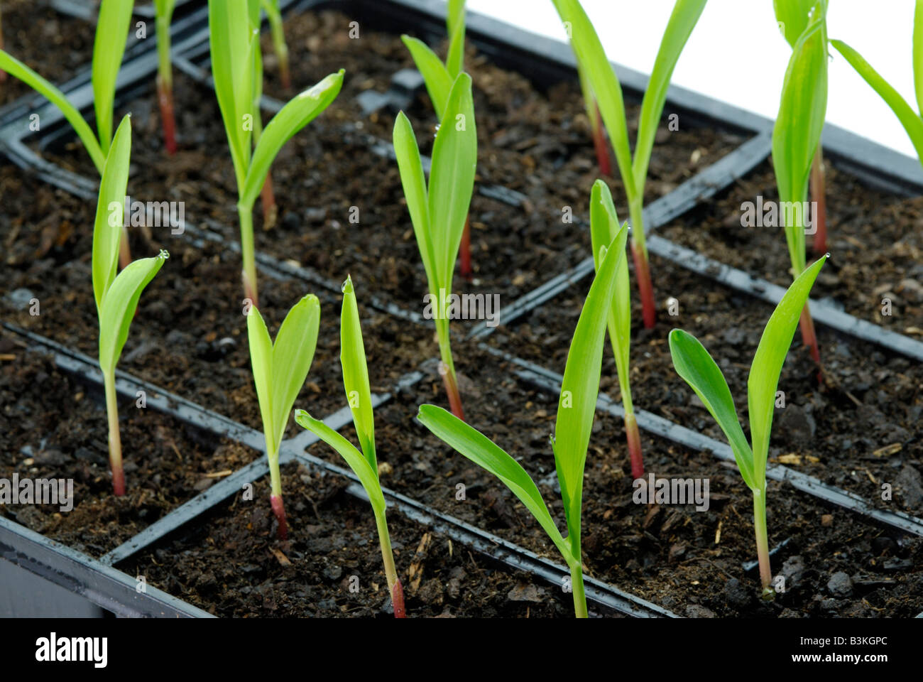 Les semis de maïs Zea mays sur maisons Les plantes sont 1-2 semaines Banque D'Images