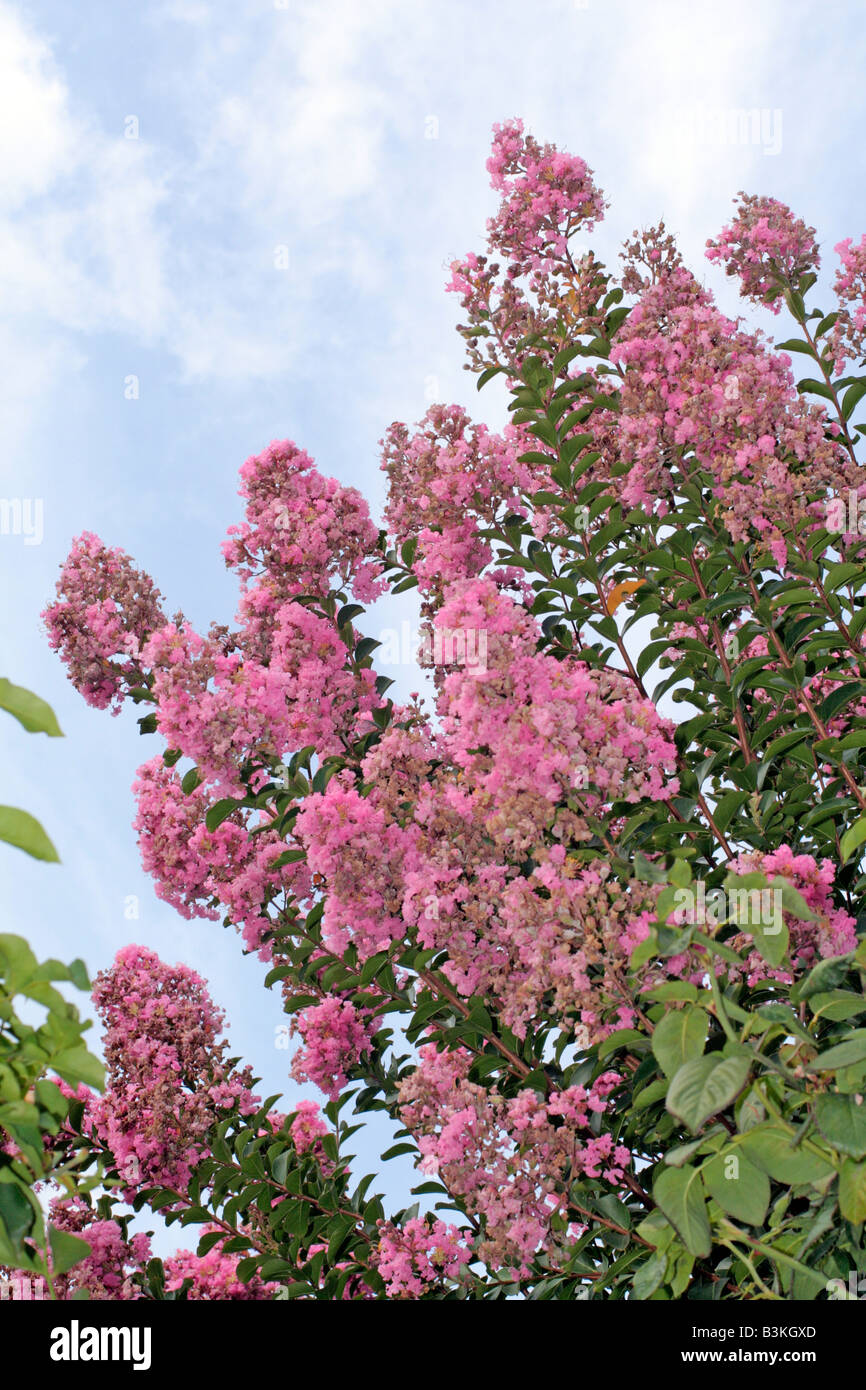 LAGERSTROEMIA INDICA Banque D'Images