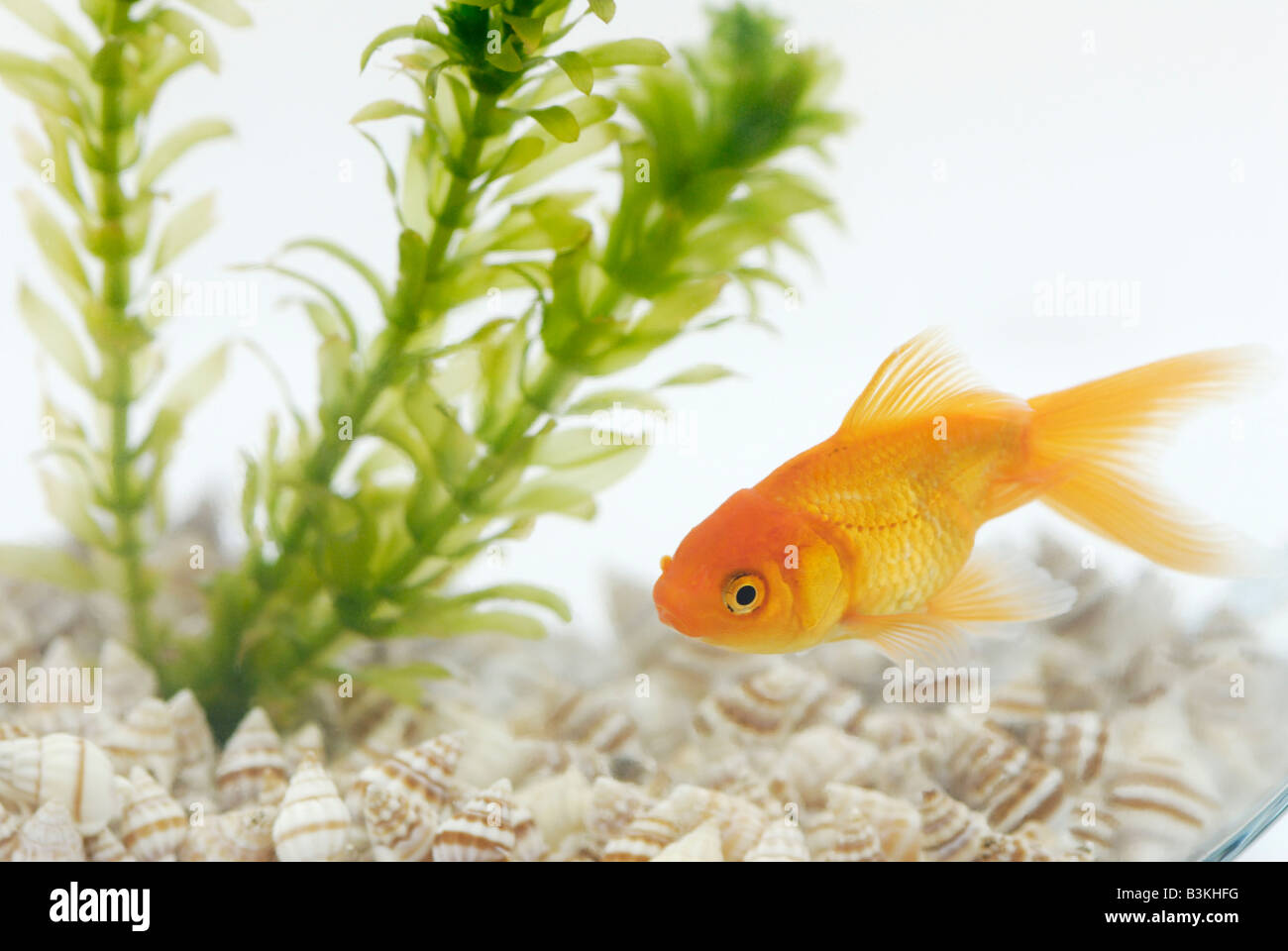 Un fantailed goldfish Carassius auratus vivant dans un bol avec une plante aquatique Elodea Banque D'Images