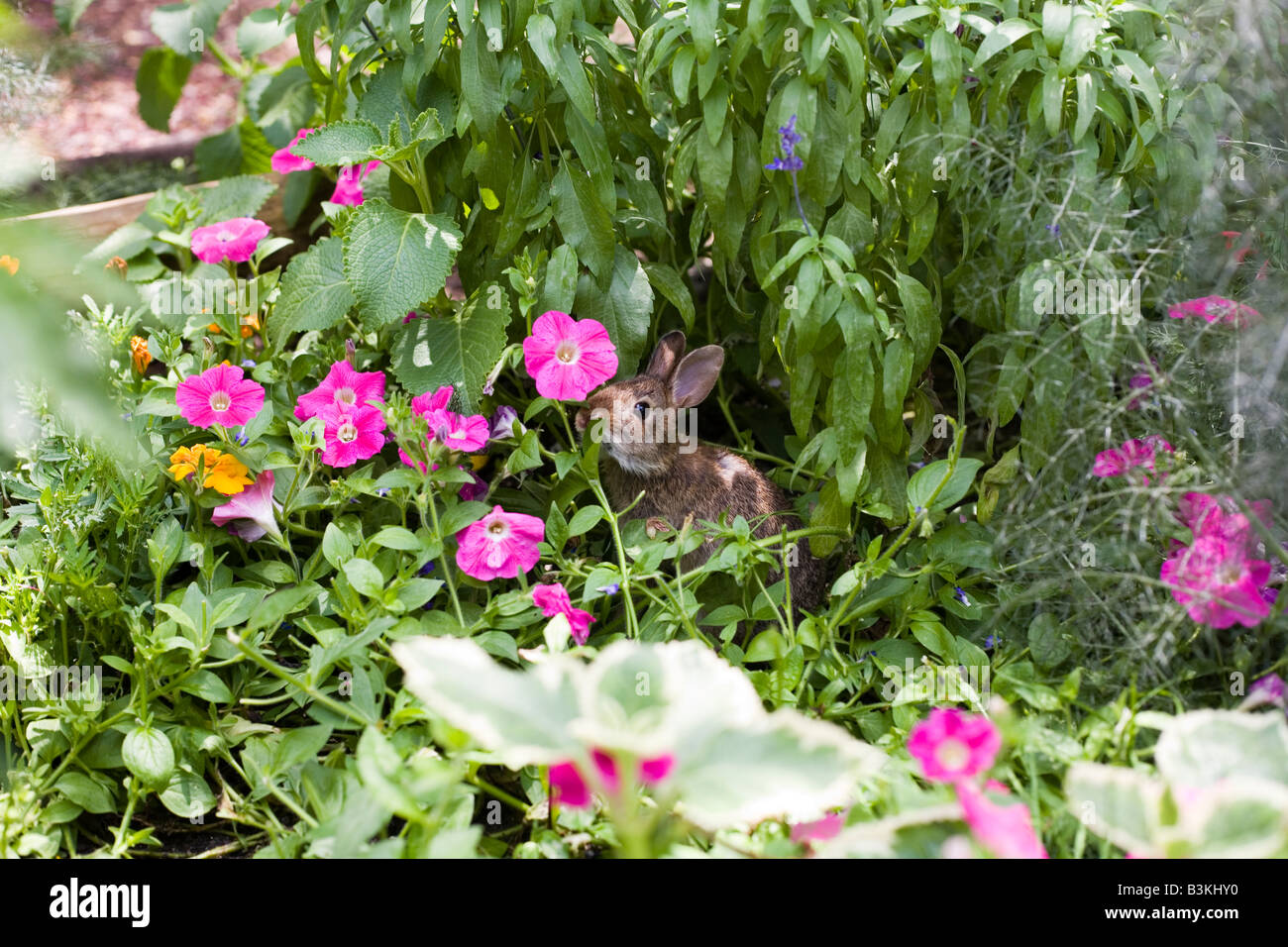 Epcot Flower and Garden Show Epcot Center Walt Disney World Orlando Floride plantes Fleurs Banque D'Images