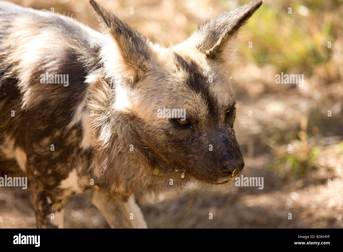 Chien sauvage d'Afrique (Lycaon pictus), une fois aussi connu sous le nom de Cap Chien de chasse, espèces menacées, Afrique du Sud Banque D'Images