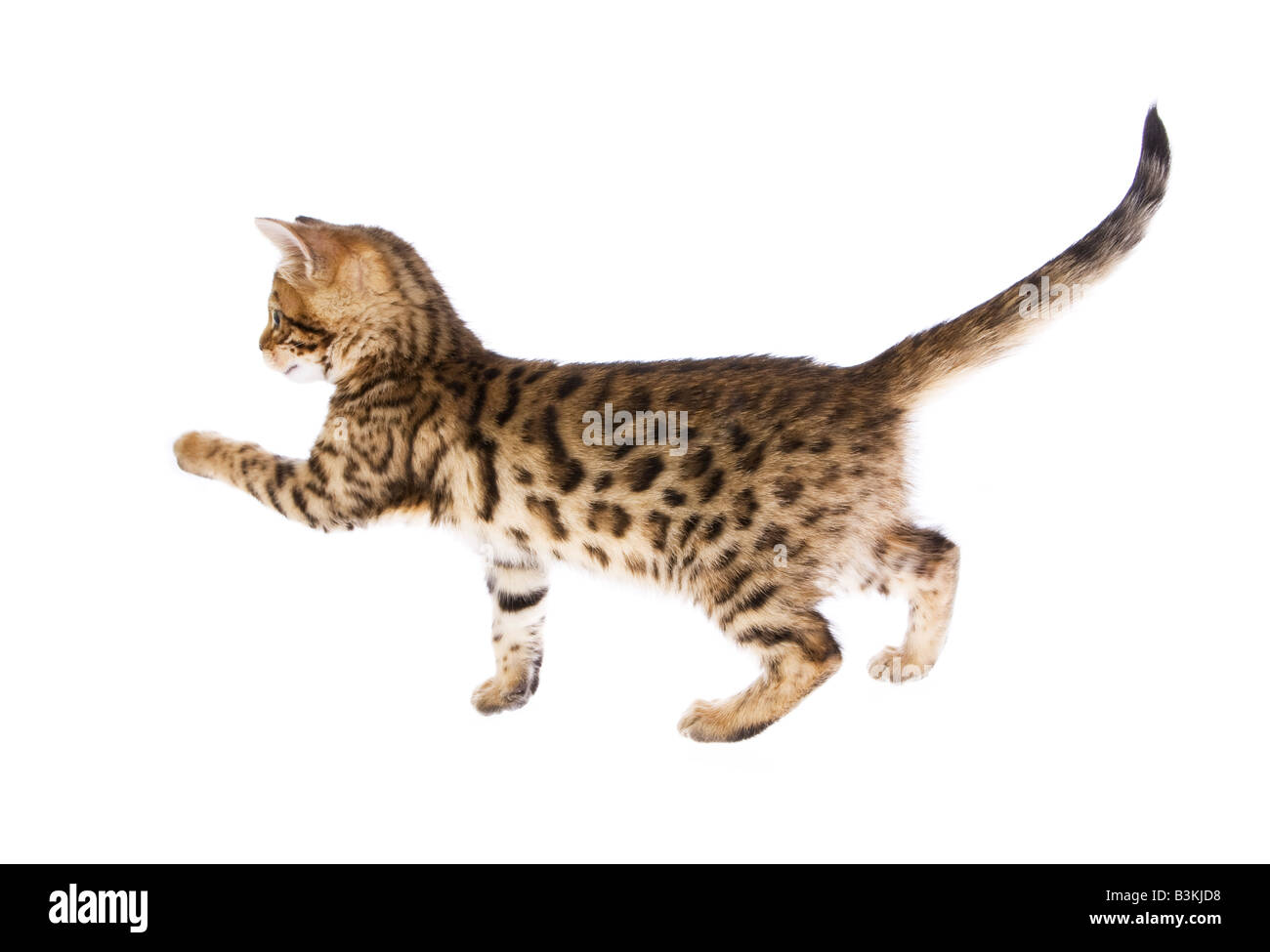 Chatons reaching out paw isolé sur fond Banque D'Images Chatons reaching out paw isolé sur fond Banque D'Images