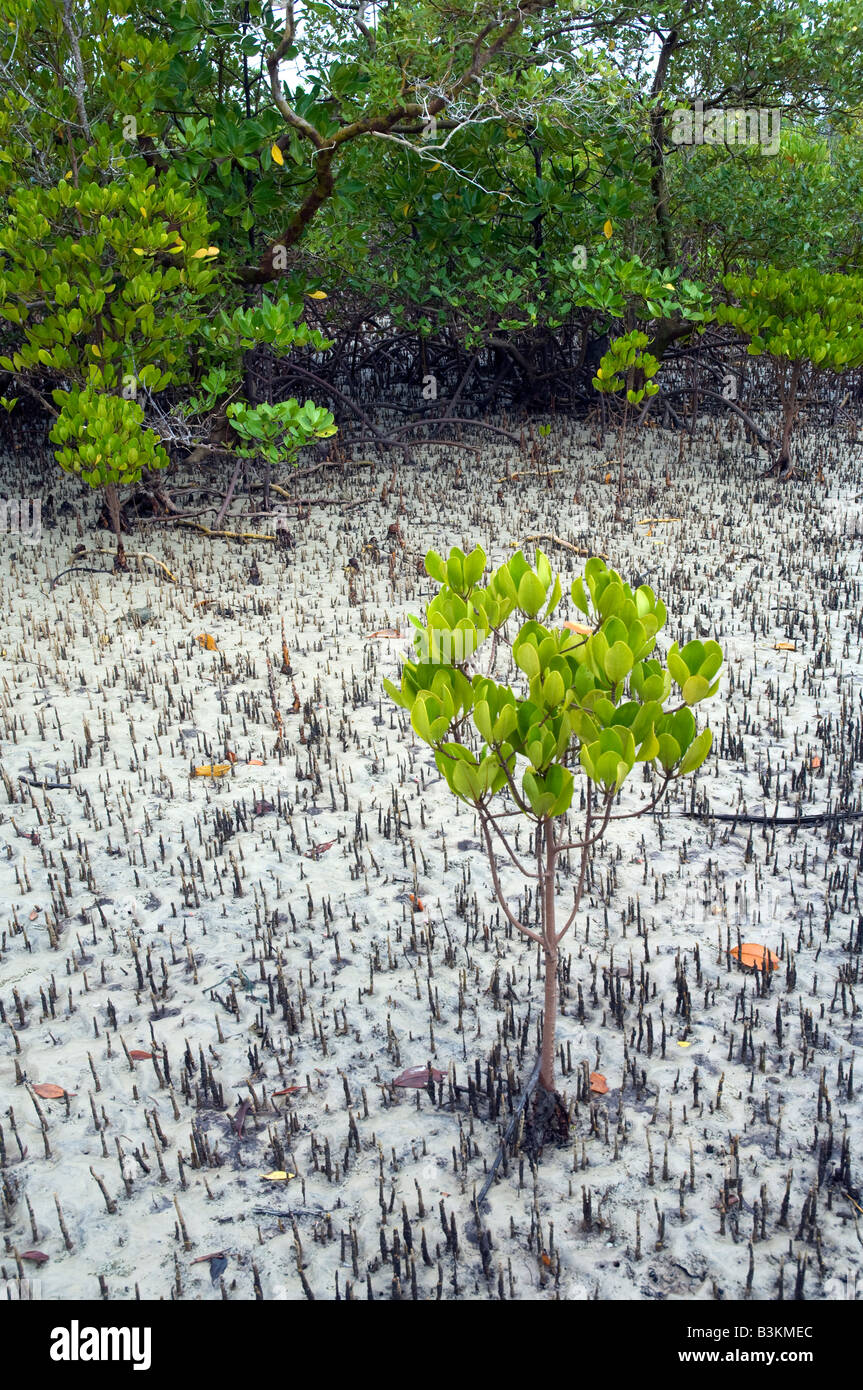 Les jeunes arbres de mangroves le long du rivage de Kilwa en Tanzanie Banque D'Images