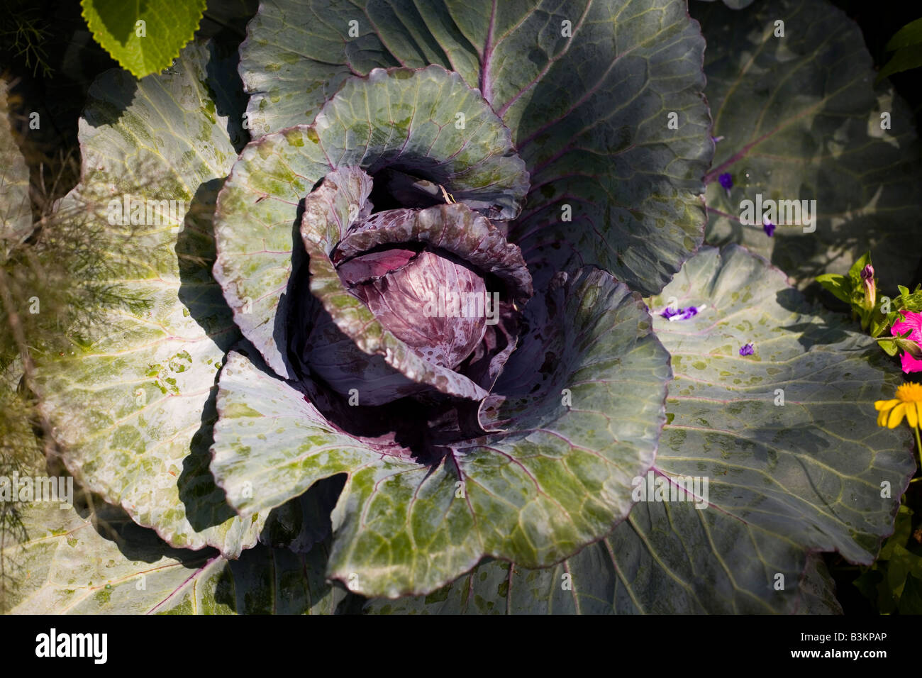 Epcot flower and garden show epcot center walt disney World Orlando Floride plantes Fleurs Banque D'Images