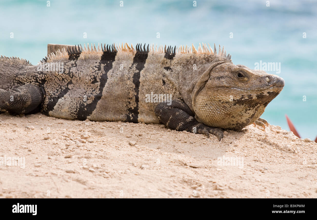 Et l'iguane bleu : lézard le plus photographié au ruines de Tulum site contre les eaux bleues de la mer des Caraïbes Banque D'Images