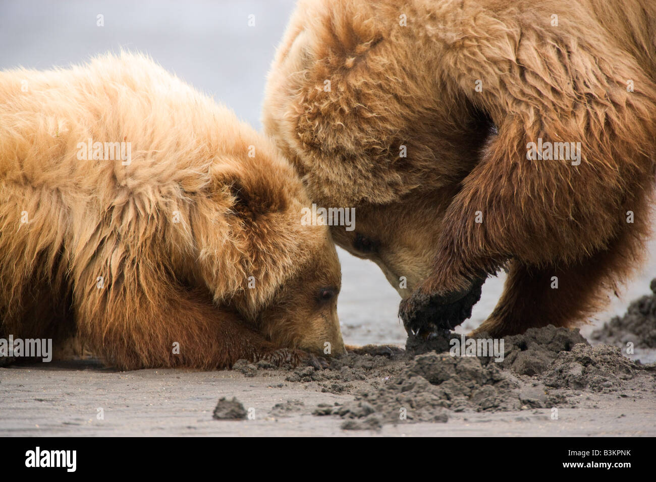 Un Grizzly semer avec cub Lake Clark National Park Alaska Banque D'Images