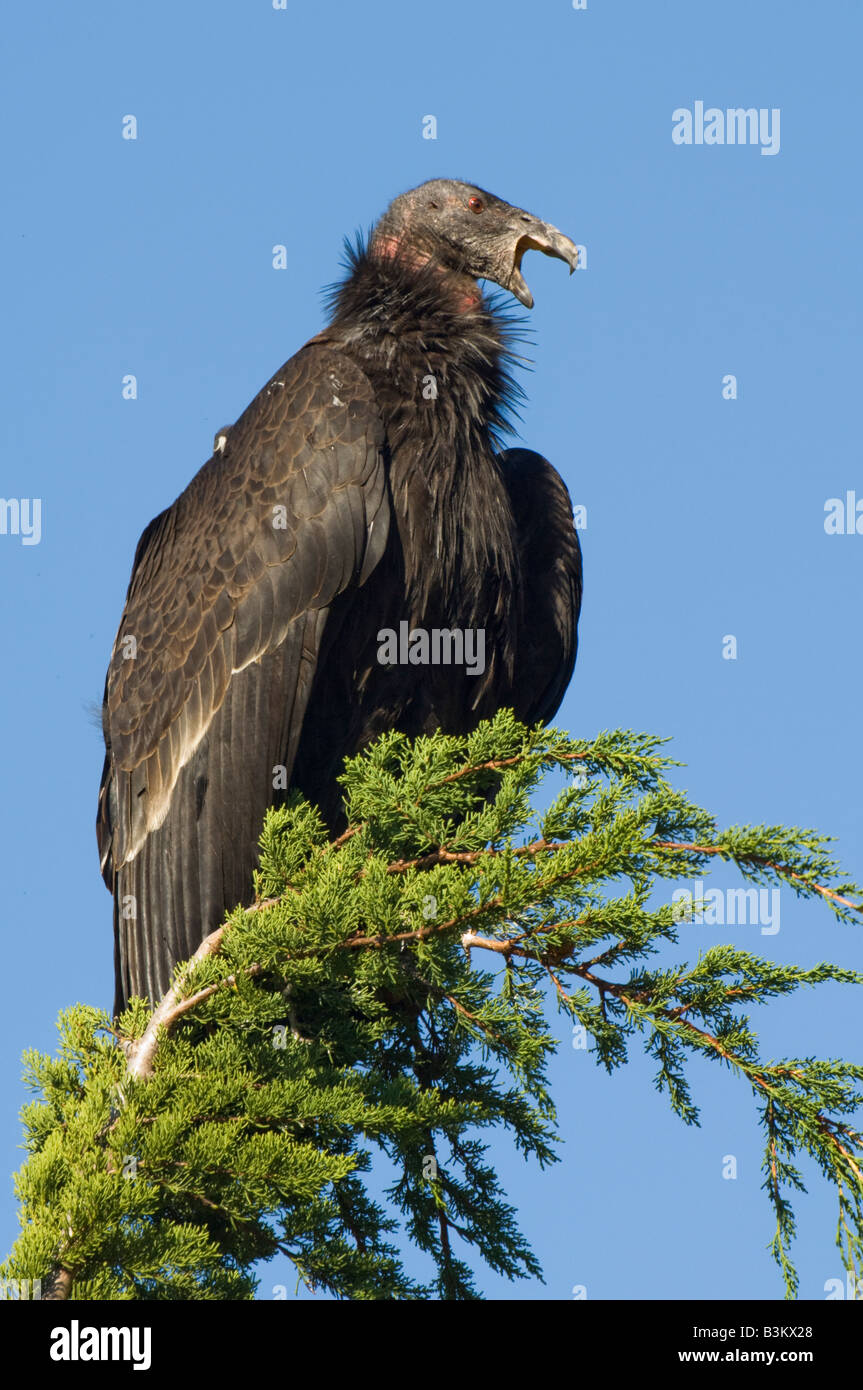 Condor de Californie pour mineurs tout en appelant perché dans l'arbre le long de la côte de la californie centrale Banque D'Images