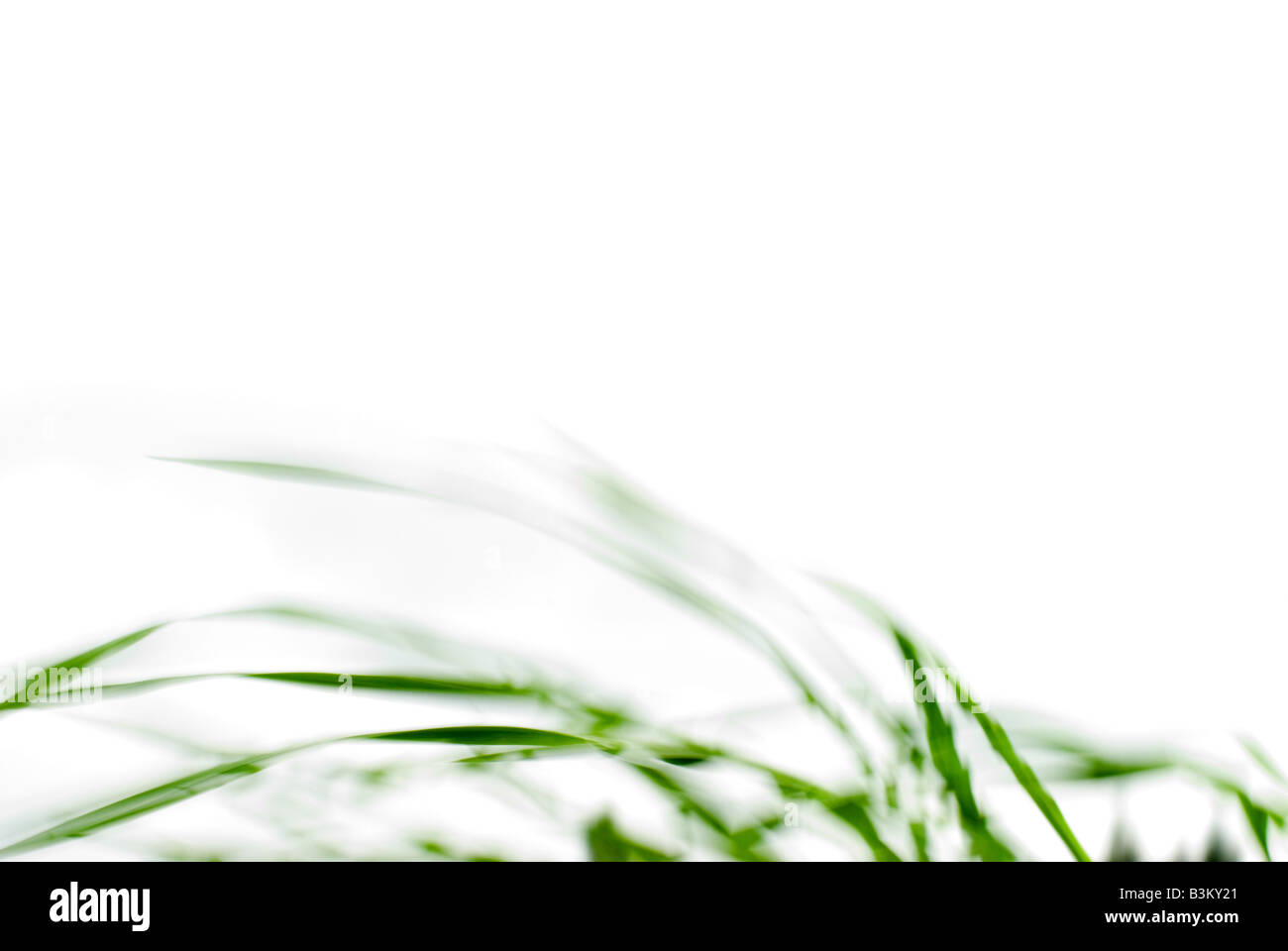 Les lames vertes d'herbe pliée par le vent soufflant sur un fond blanc. Image horizontale. Banque D'Images