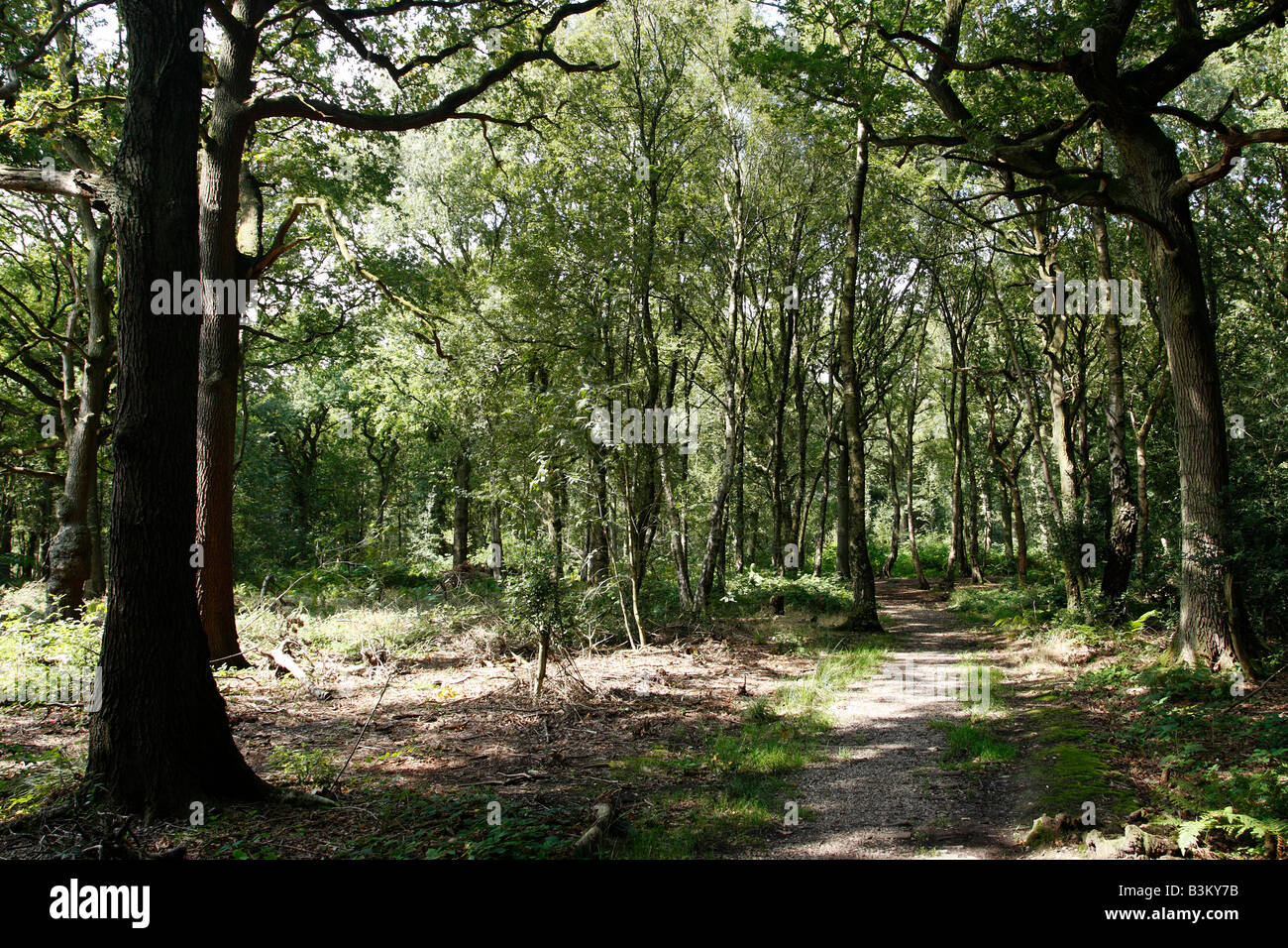 Bois de Clowes et nouveau fallings un taillis wildlife trust nature reserve et SSSI earlswood warwickshire angleterre uk Banque D'Images