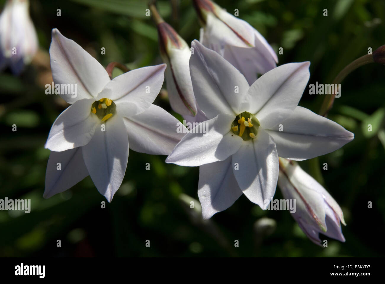 IPHEION UNIFLORUM TRISTAGMA (printemps), la trientale boréale. Banque D'Images