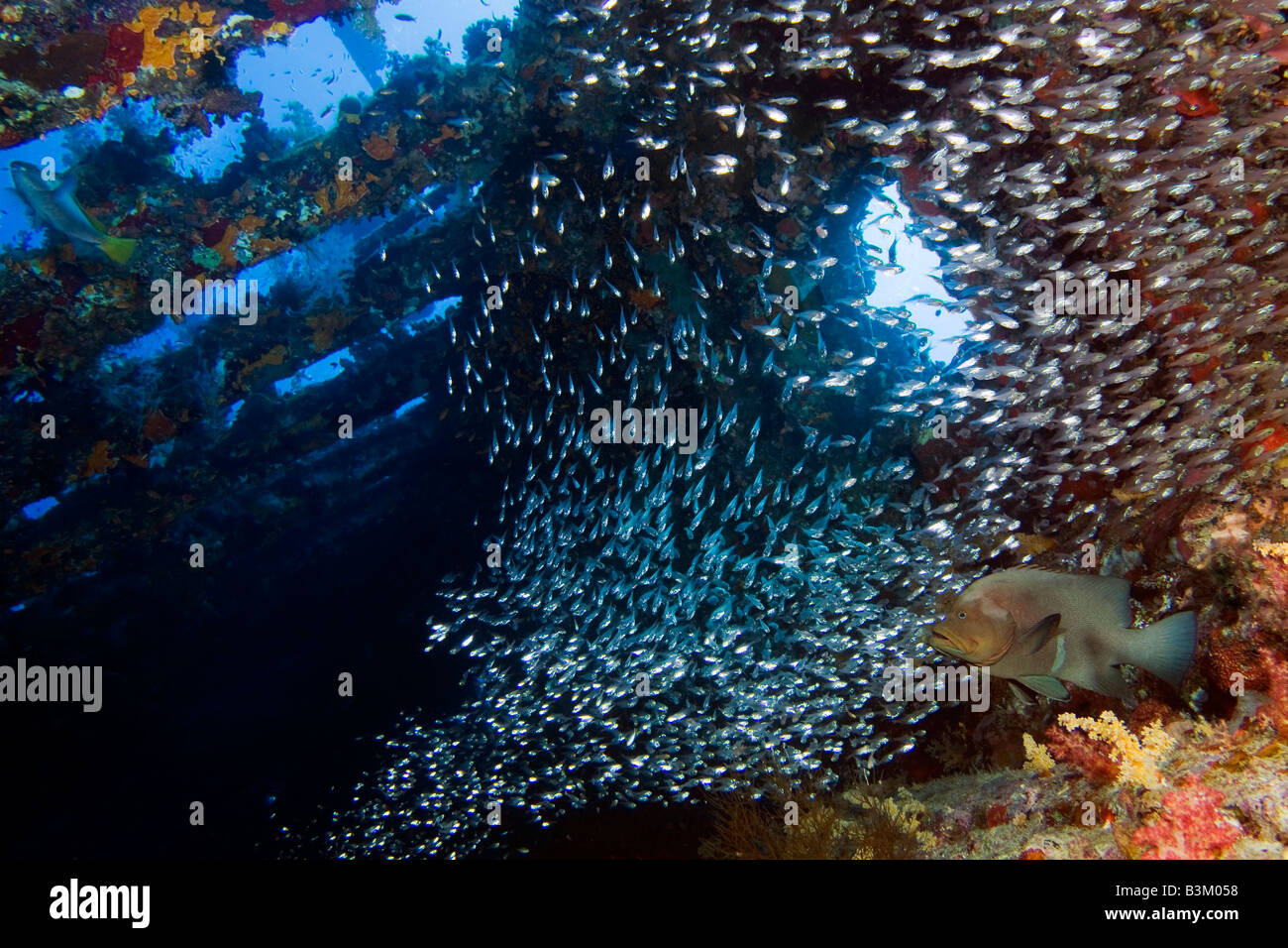 Un Redmouth montres Mérou un essaim de Glassfish dans le Carnatic SS naufrage en Sha'ab Abu Nuhas égyptien dans la mer Rouge. Banque D'Images