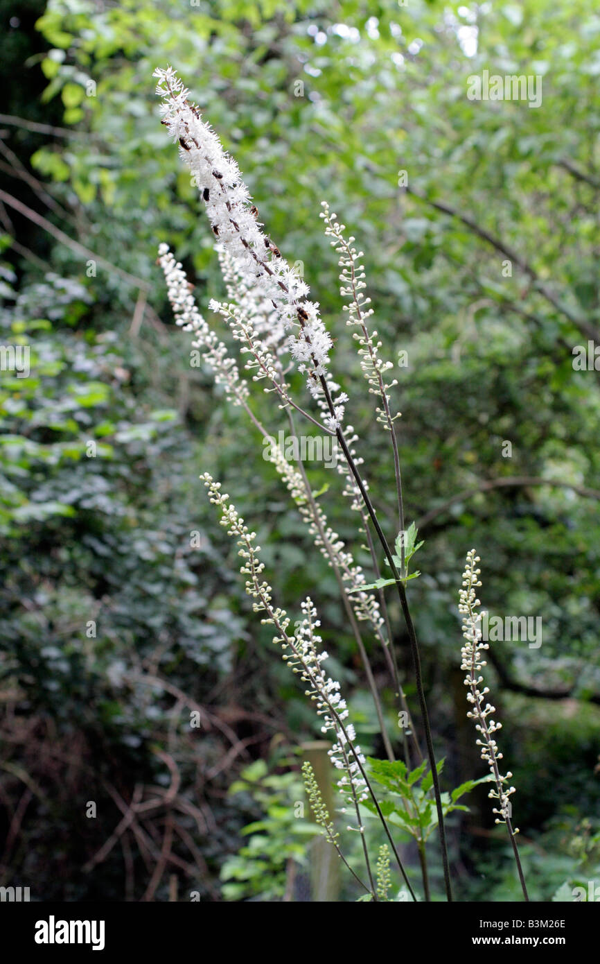 ACTAEA RACEMOSA Cimicifuga racemosa syn de l'AGA Banque D'Images