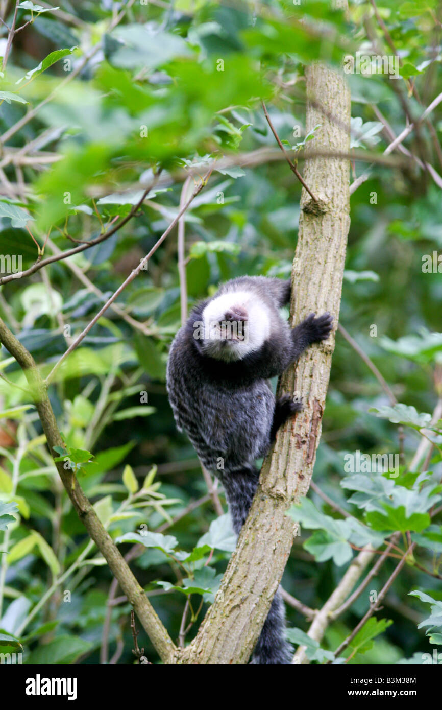 Bebe Ouistiti De Geoffroy Photo Stock Alamy