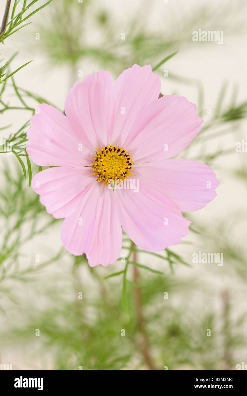 Portrait des fleurs roses Cosmos bipinnatus 'sonata' fleurit au début de l'automne Banque D'Images