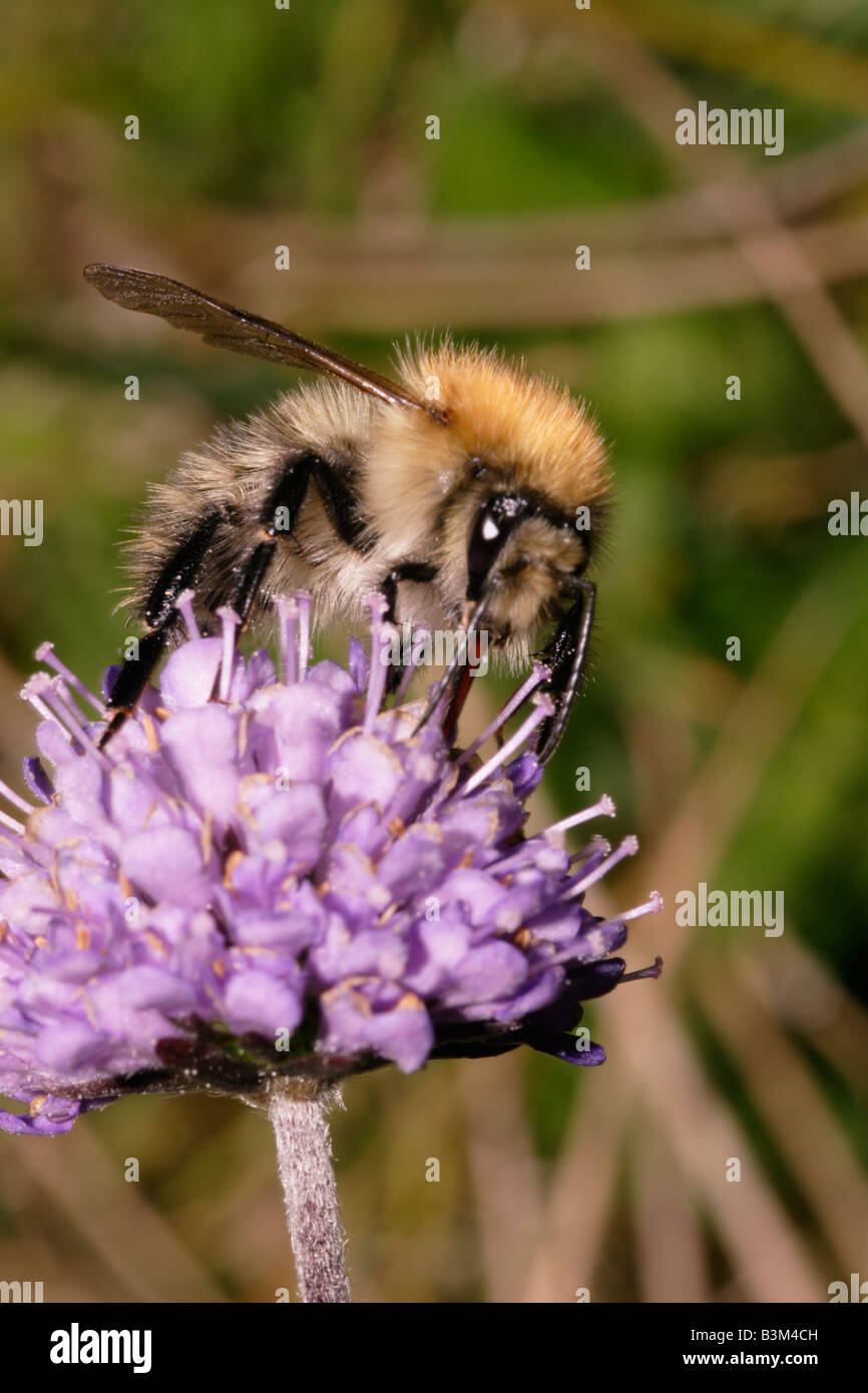 Carder commune bourdon Bombus pascuorum sur devil s bit scabious Succisa pratensis UK Banque D'Images