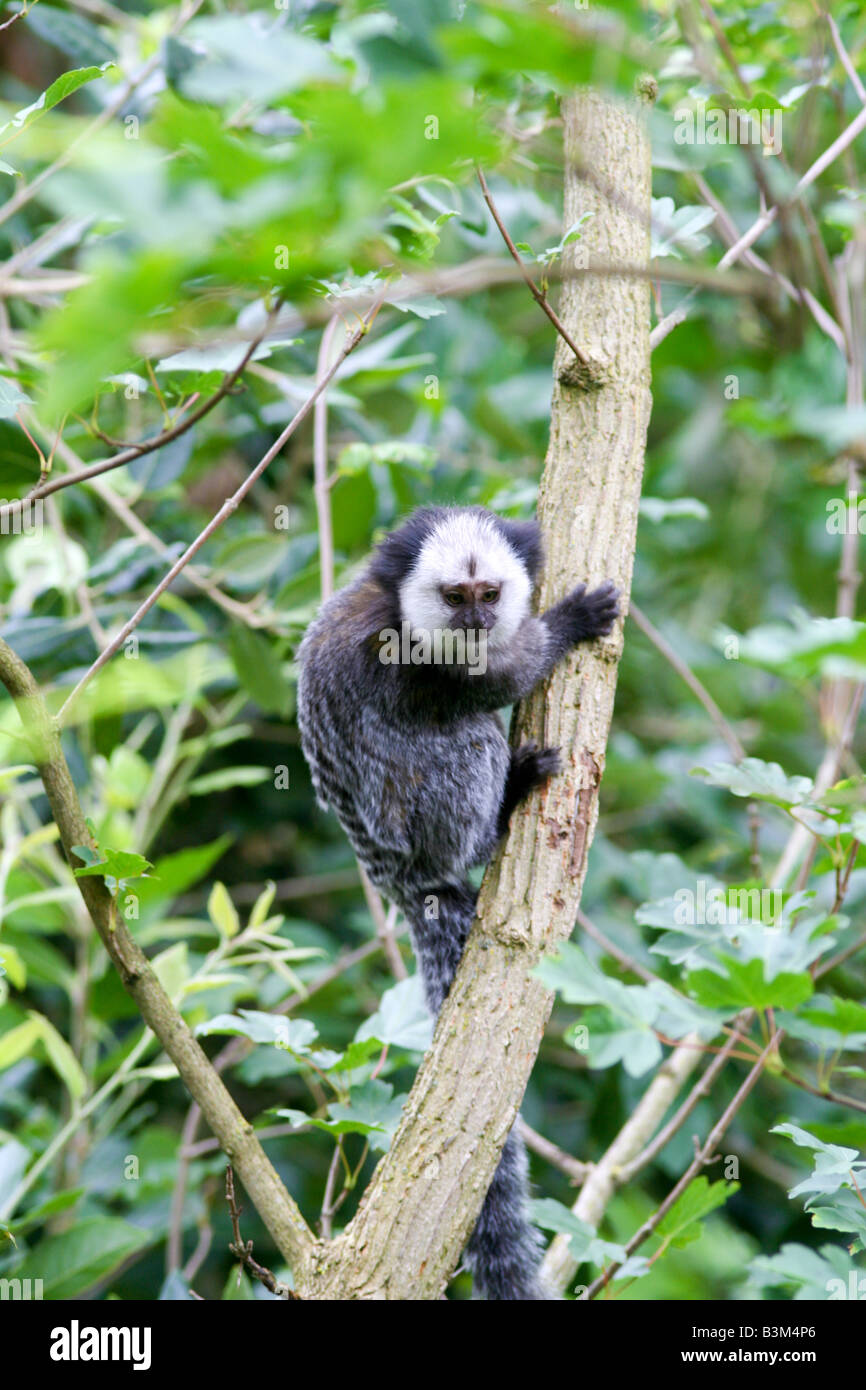 Bebe Ouistiti De Geoffroy Photo Stock Alamy