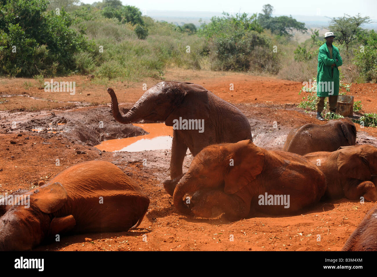 Bébés éléphants à l'orphelinat des éléphants dans le parc national de Tsavo Kenya Nairobi 306 2008 Banque D'Images