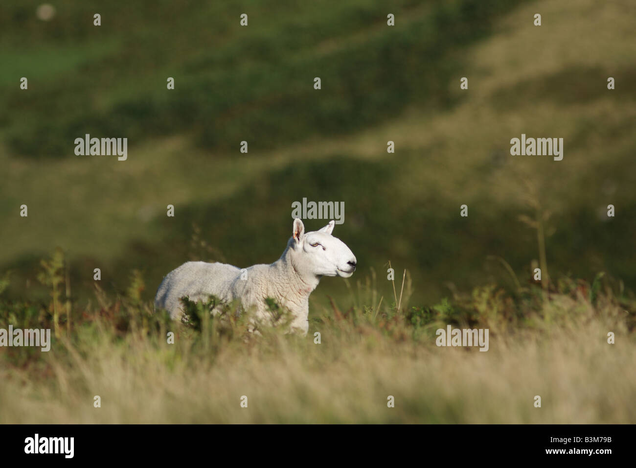 Vue latérale d'un jeune mouton cheviot sur les Maures au Cheviot Hills Banque D'Images