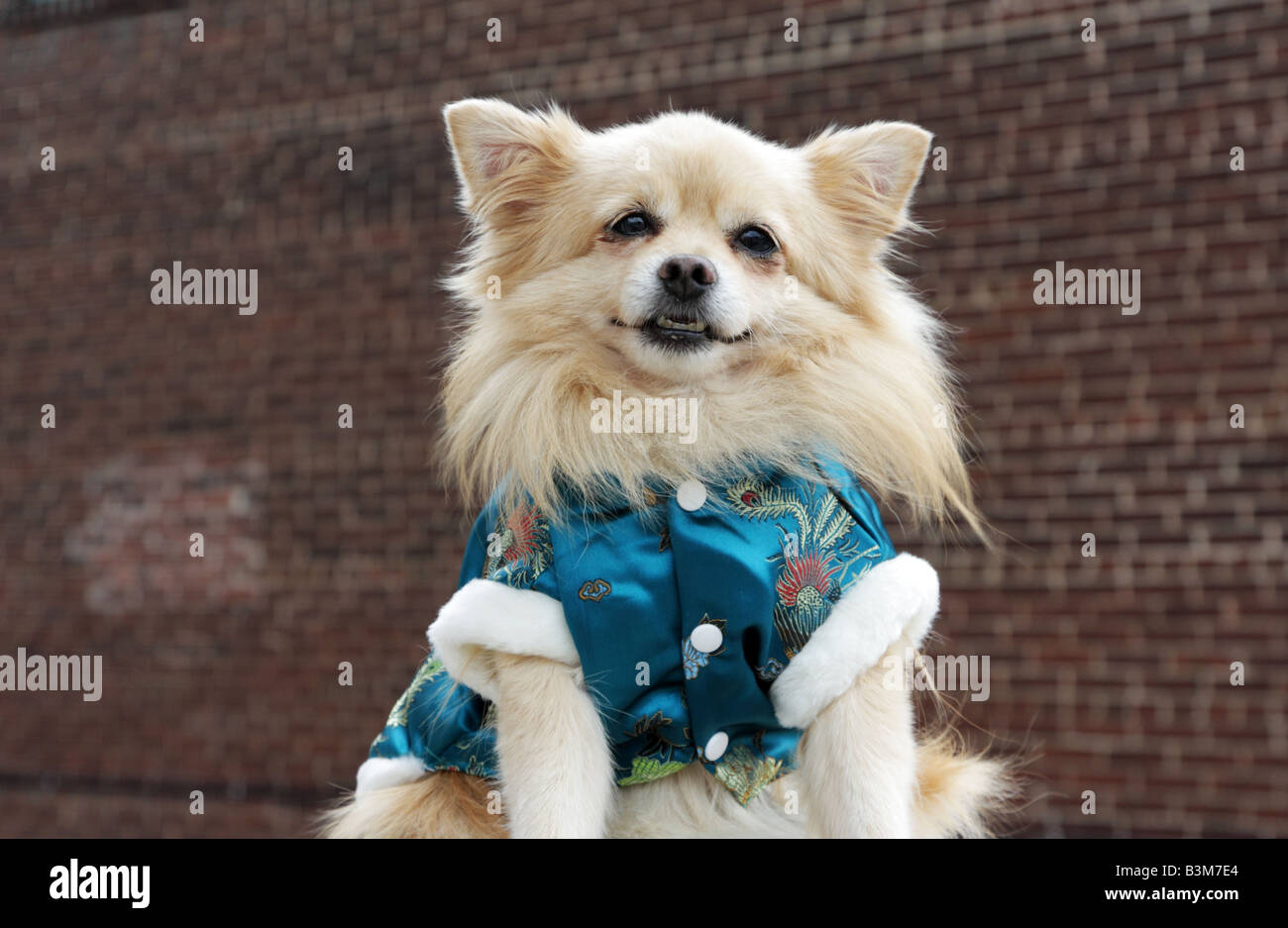 Petit chien pomeranian portant veste de soie chinois assis en face de texture de la brique Banque D'Images