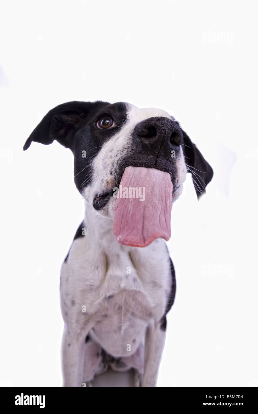 Funny Grand Danois Noir et blanc chien mix avec langue isolé sur fond blanc Banque D'Images