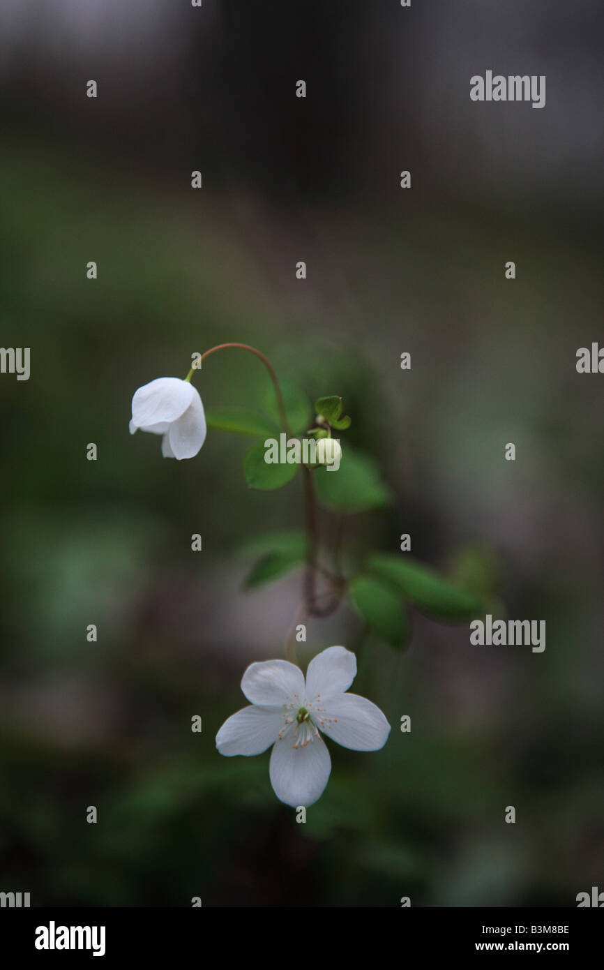 Beauté de printemps Claytonia virginica EN MAI DANS LE NORD DE L'ILLINOIS UNITED STATES Banque D'Images
