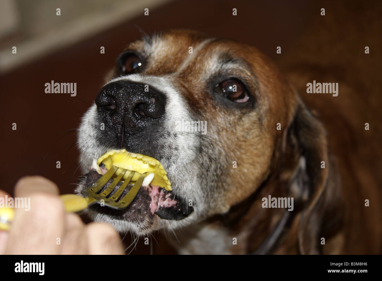 Chien De Race Aléatoire Banque du0027image et photos - Alamy