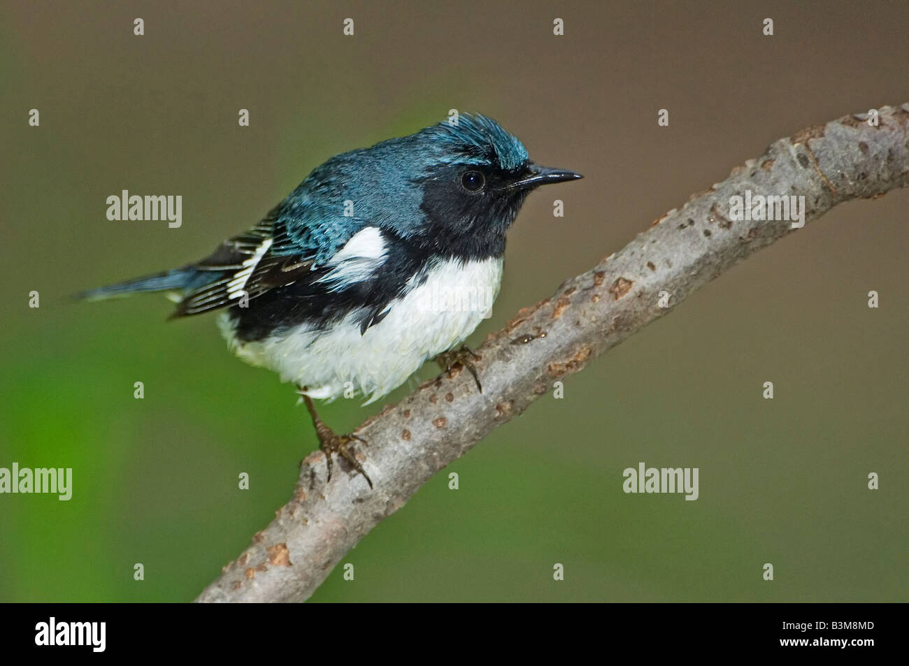 Black-throated blue warbler mâle au cours de la migration printanière Banque D'Images