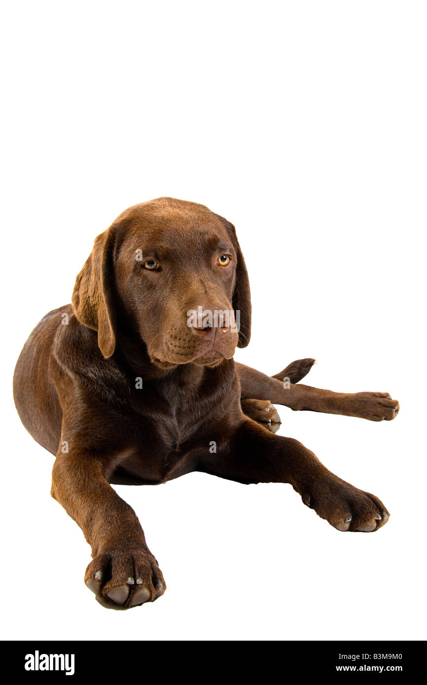 Chiot Labrador couché contre fond blanc Banque D'Images