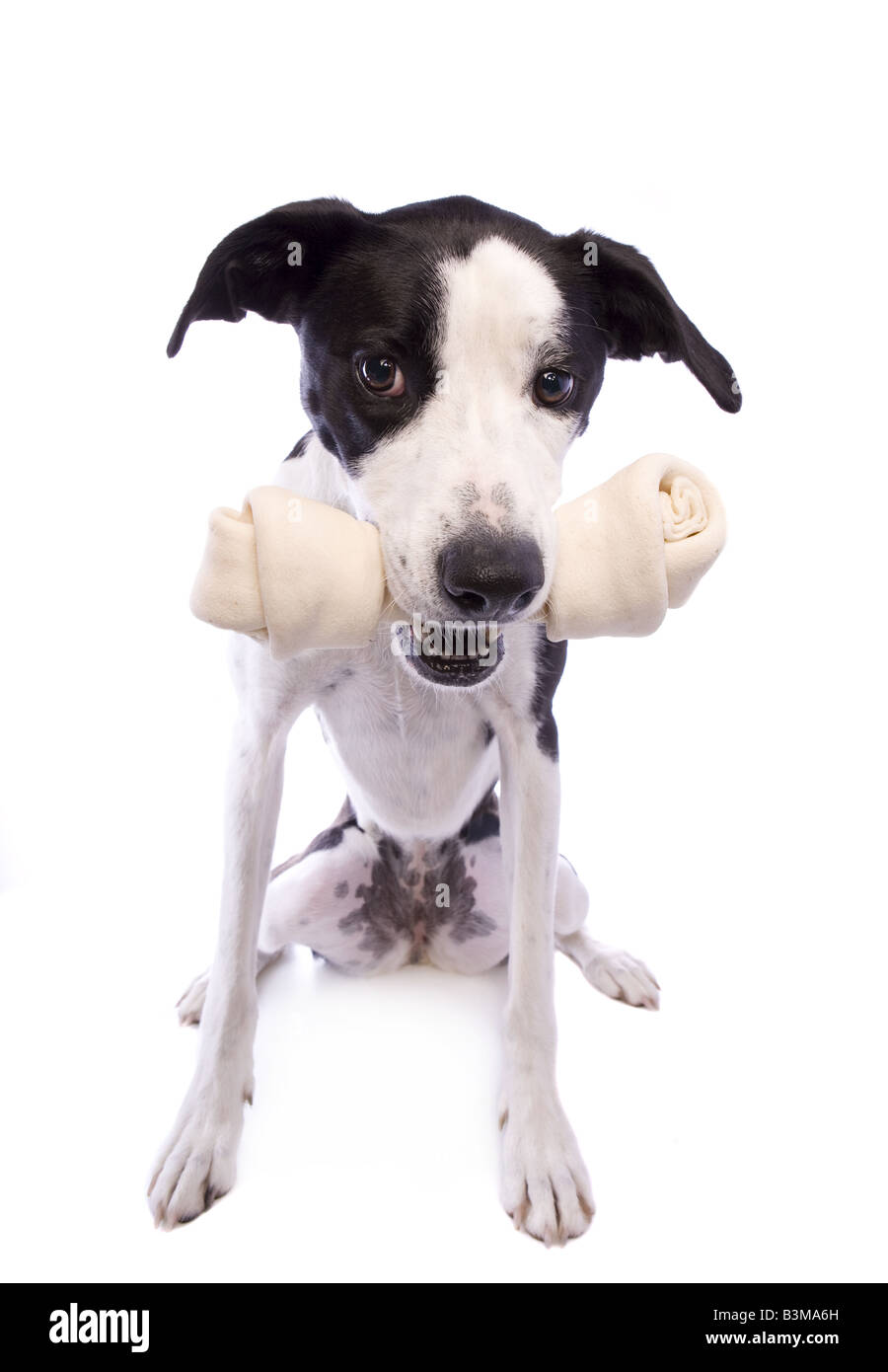 Dogue Allemand noir et blanc chien mélanger avec de gros os en bouche isolé sur fond blanc Banque D'Images