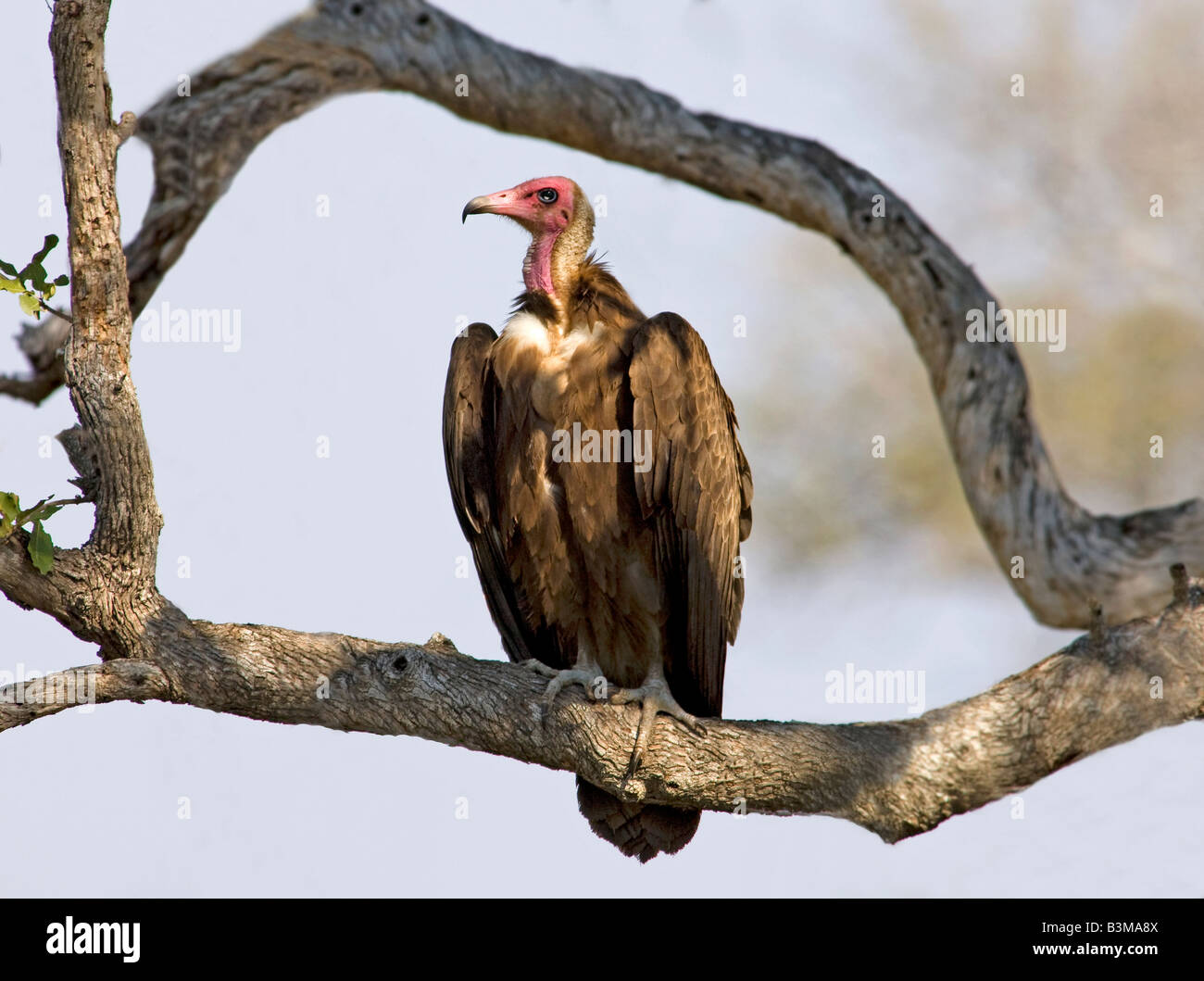Hooded Vulture Necrosyrtes monachus,, une chasse, se reposant dans un arbre dans le Parc National Kruger, Afrique du Sud. Banque D'Images