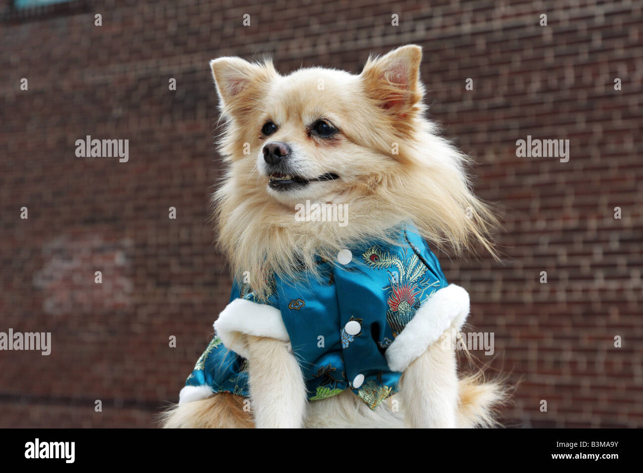 Petit chien pomeranian en veste de soie chinois Banque D'Images