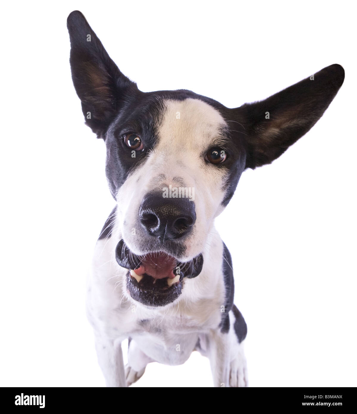 Dogue Allemand noir et blanc chien mélanger avec de grandes oreilles avec bouche ouverte isolé sur fond blanc Banque D'Images