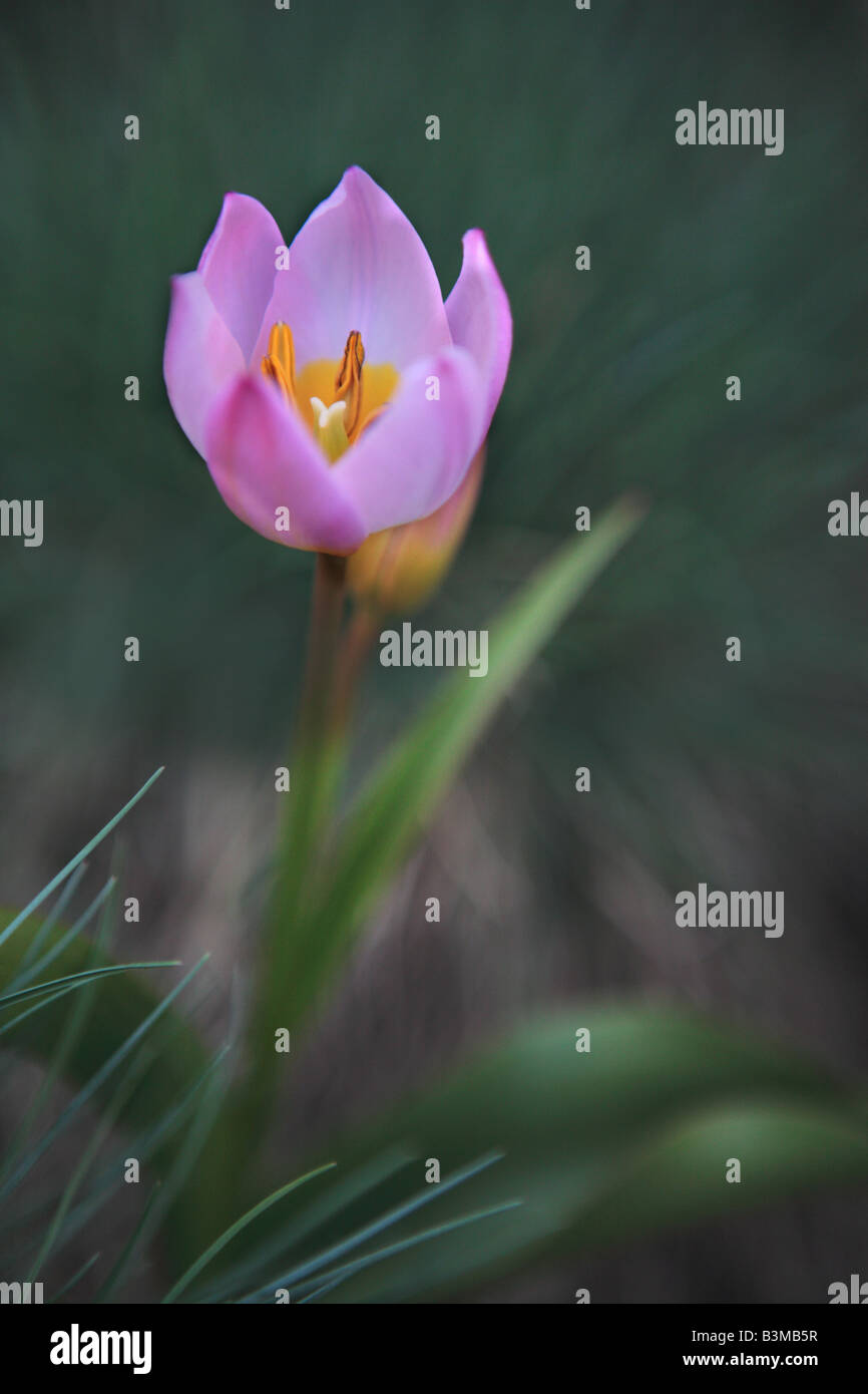 LILAC WONDER TULIPA BAKERI WILDFLOWER AU PRINTEMPS DANS LE NORD DE L'ILLINOIS Banque D'Images