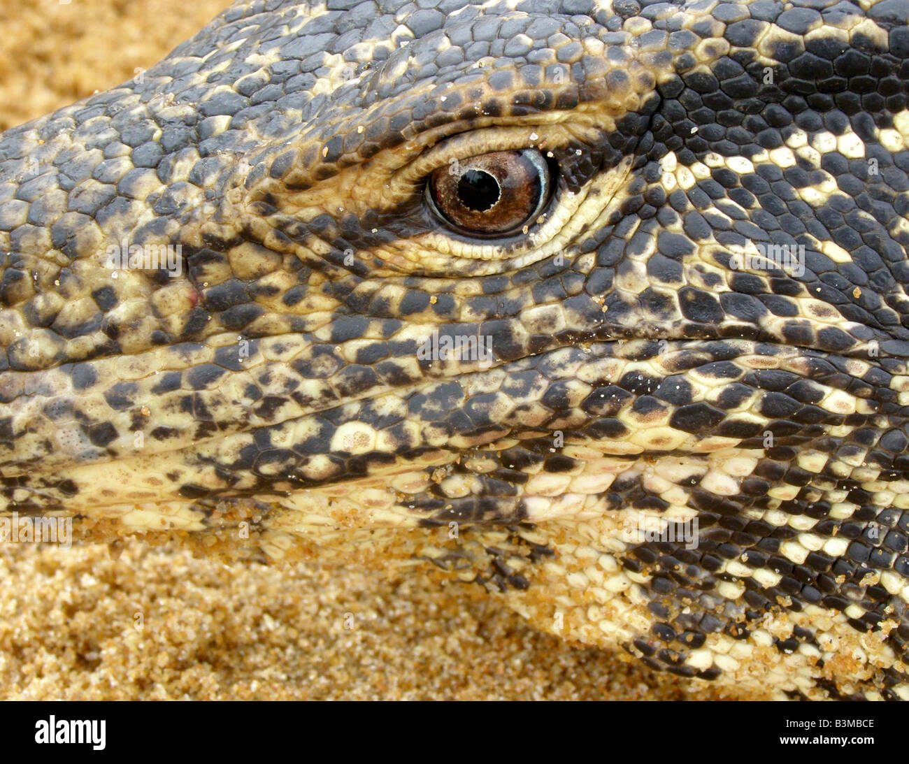Close-up of face mouchetée de sable de l'eau Asie varan (Varanus salvator) avec détail des échelles et des yeux reptiliens, Sri Lanka Banque D'Images