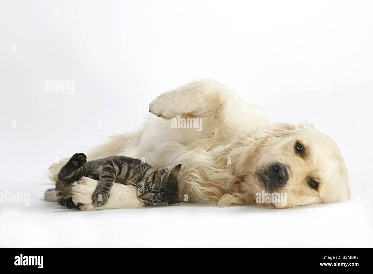 Amitié animale entre un Golden Retriever et un chat domestique. Un chaton tabby serre la patte d