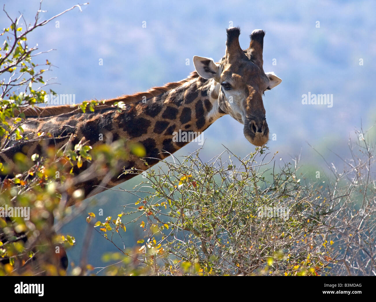 Girafe (Giraffa camelopardalis), le plus grand animal vivant à terre et la plus grande de l'Afrique du Sud, Kruger ruminants entre les arbres Banque D'Images