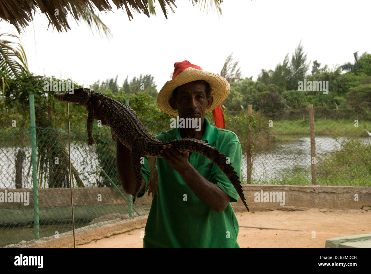 Zoo un homme tenant un crocodile Banque D'Images