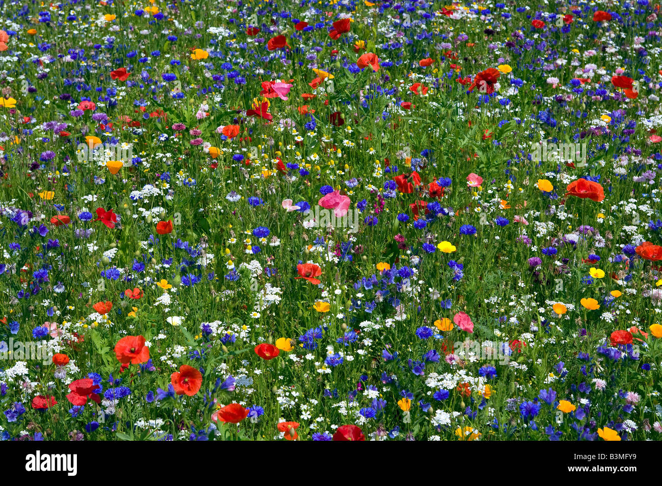 Les Champs De Fleurs Sauvages Photo Stock Alamy 