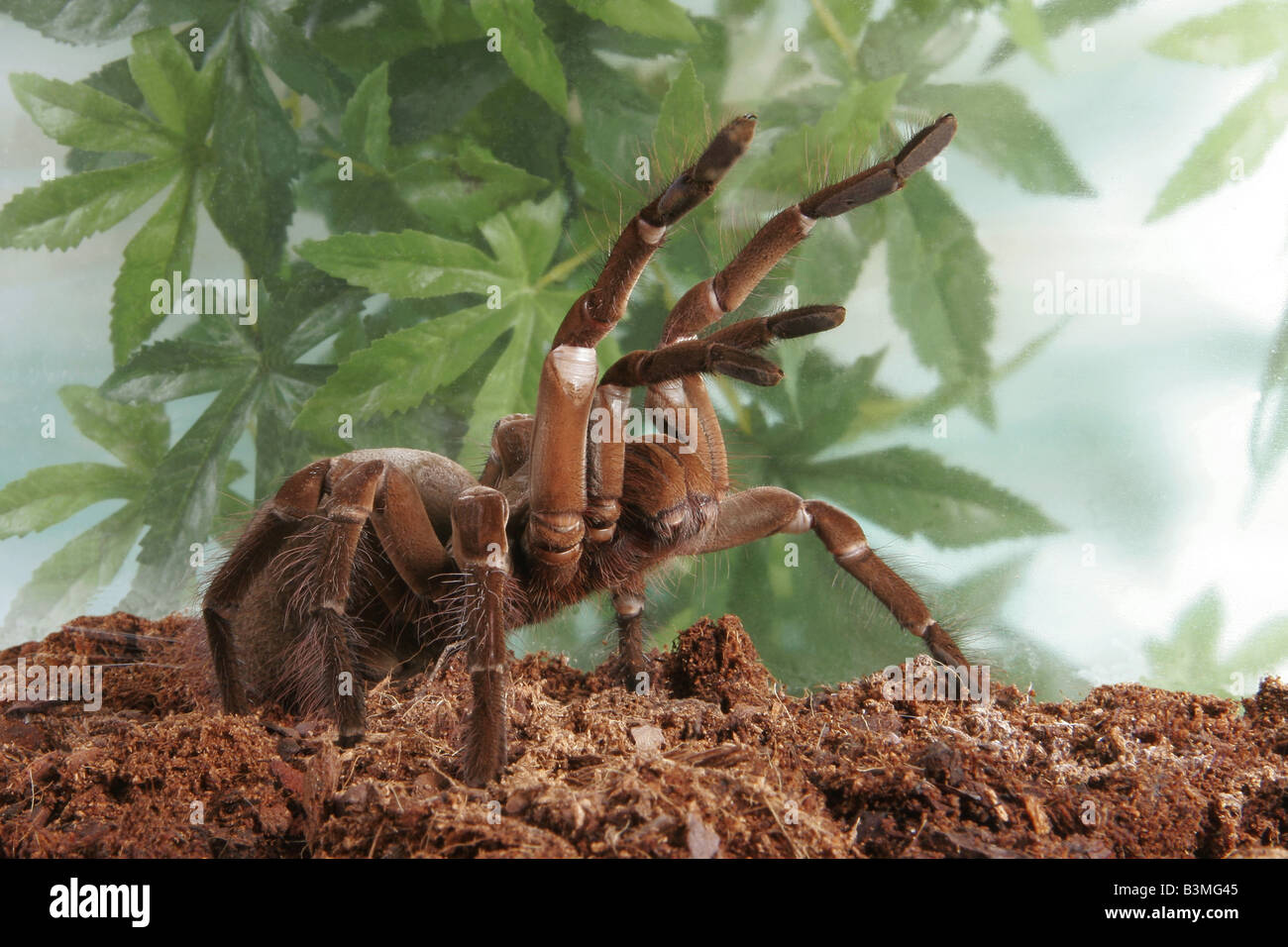 Goliath Birdeater (Theraphosa blondi), la plus grande araignée du monde Banque D'Images