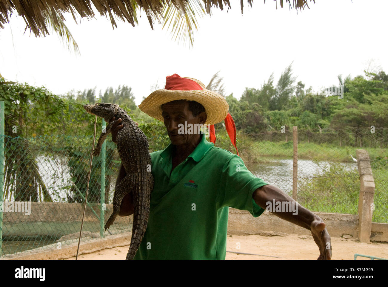 Zoo un homme tenant un crocodile Banque D'Images