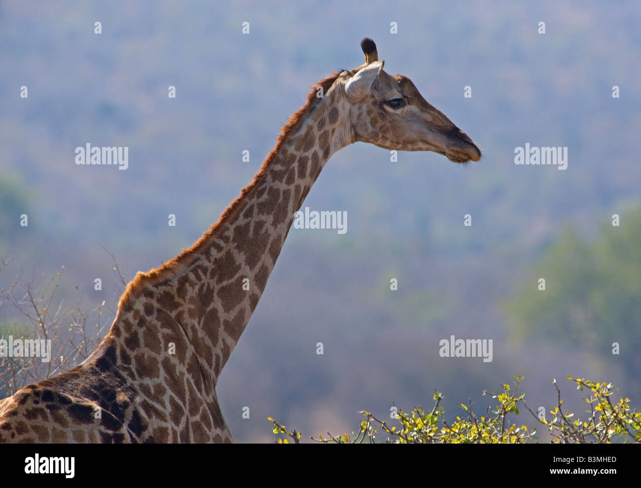 Girafe (Giraffa camelopardalis), le plus grand animal vivant à terre et la plus grande de l'Afrique du Sud, Kruger ruminants entre les arbres Banque D'Images