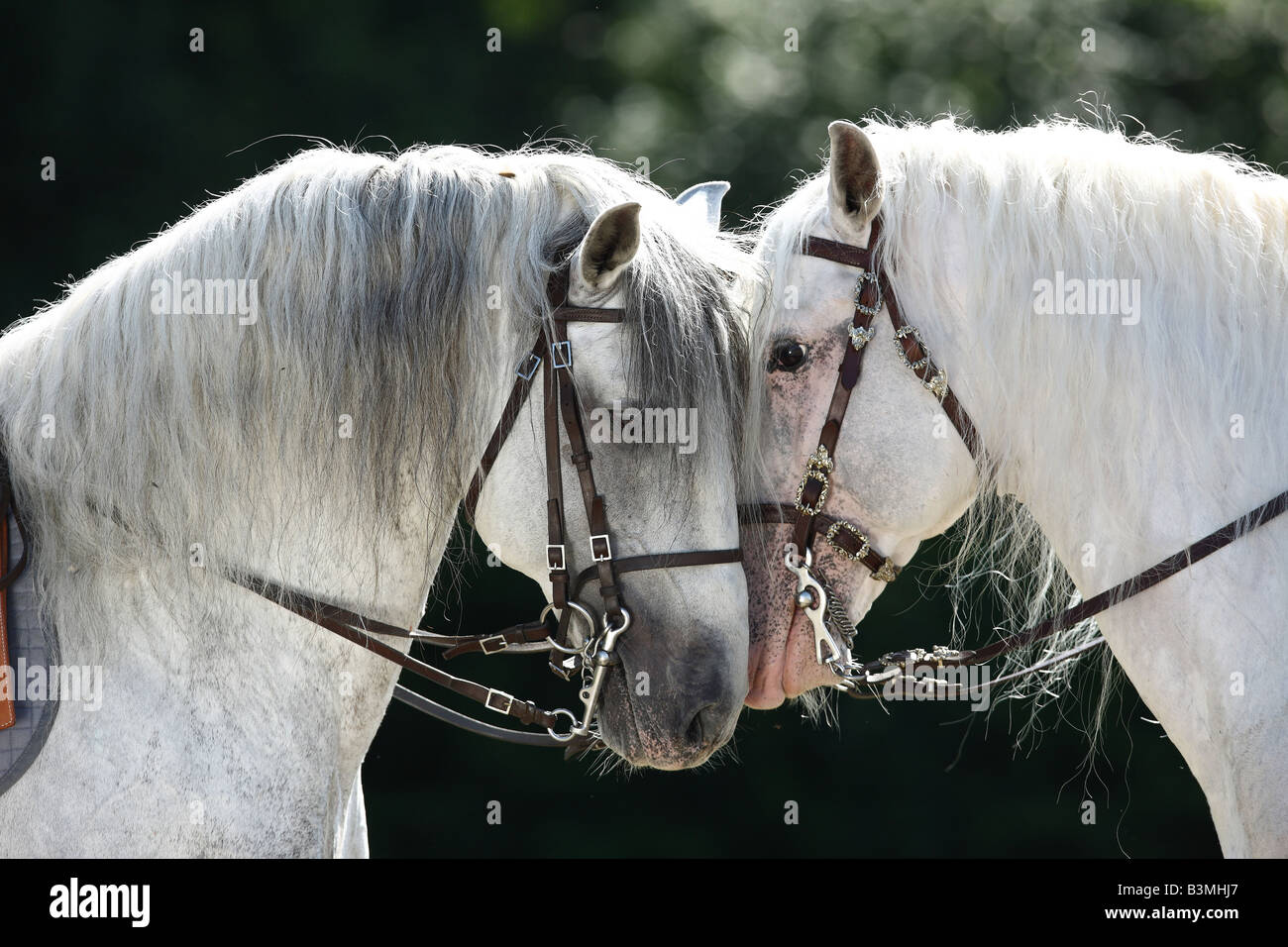 Deux chevaux lusitaniens - portrait Banque D'Images