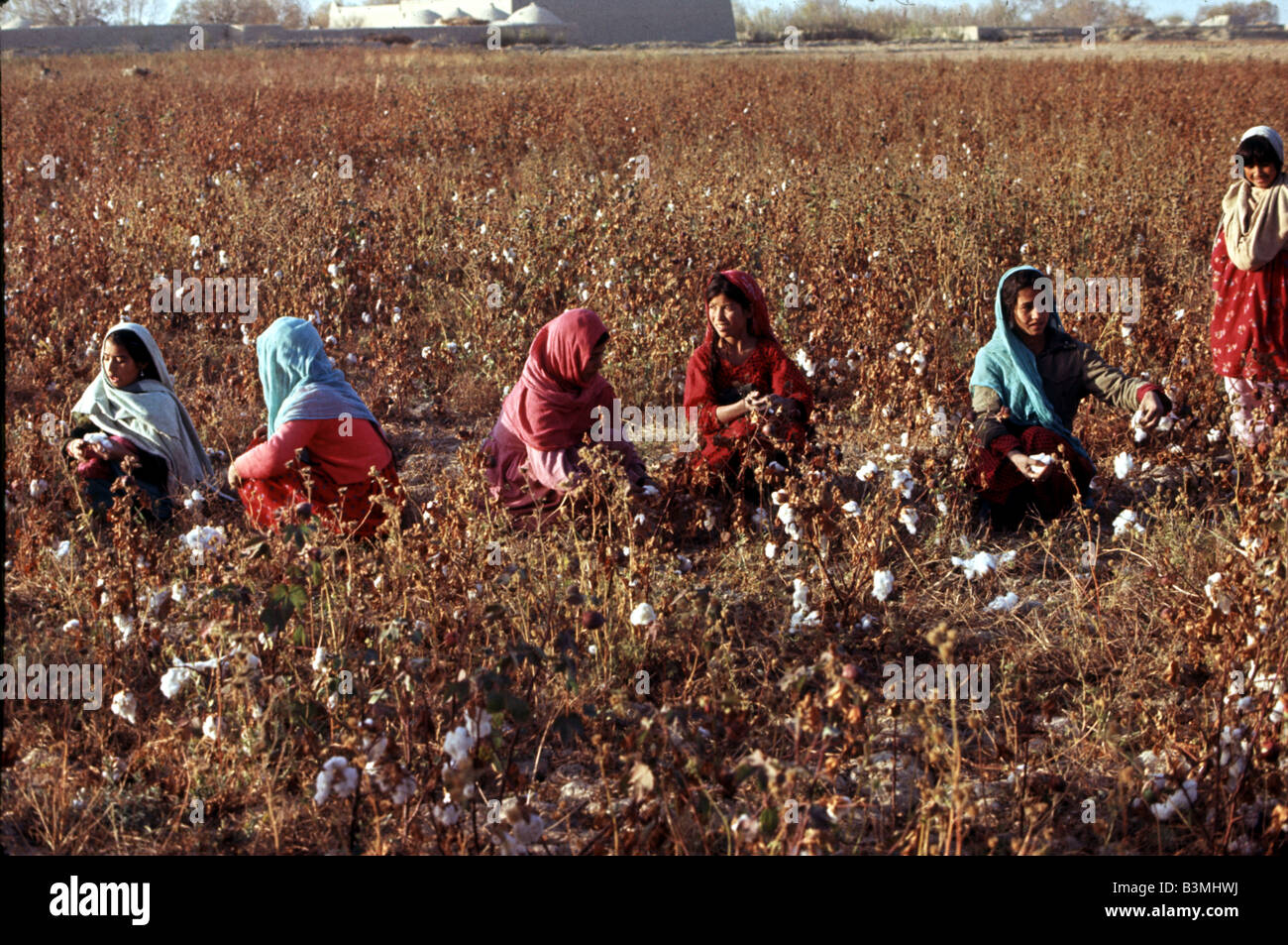 Des champs de pavot en Afghanistan dans la province de Helmand en 2006 Banque D'Images