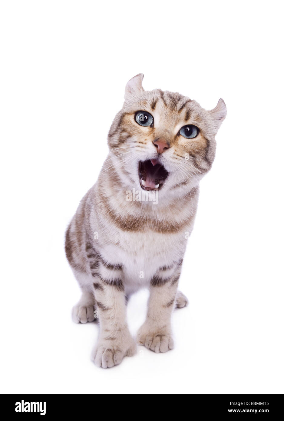 Highlander chaton avec bouche ouverte isolé sur fond blanc Photo Stock Alamy