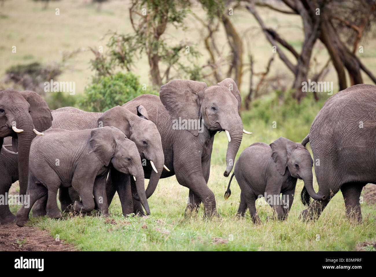 Les éléphants d'Afrique Loxodonta africana Serengeti Tanzanie Banque D'Images