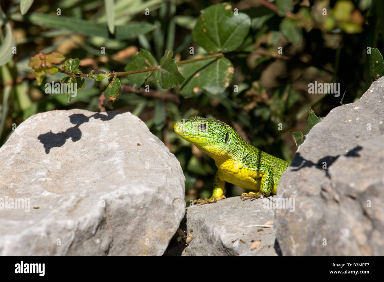 Lézard Vert Lacerta trilineata des Balkans, Péloponnèse, Grèce Banque D'Images