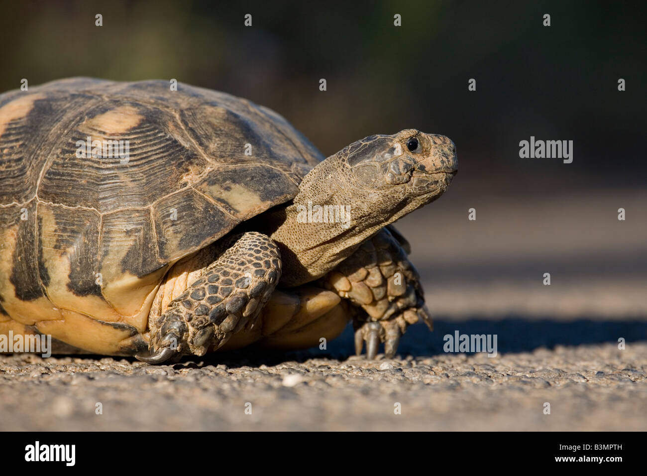 Marginated Tortoise Testudo marginata Péloponnèse, Grèce Banque D'Images Marginated Tortoise Testudo marginata Péloponnèse, Grèce Banque D'Images