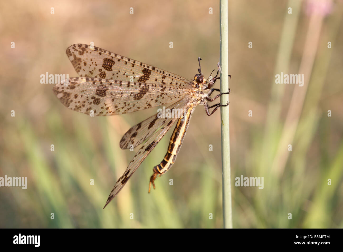 Antlion Palpares libelluloides Péloponnèse, Grèce Banque D'Images