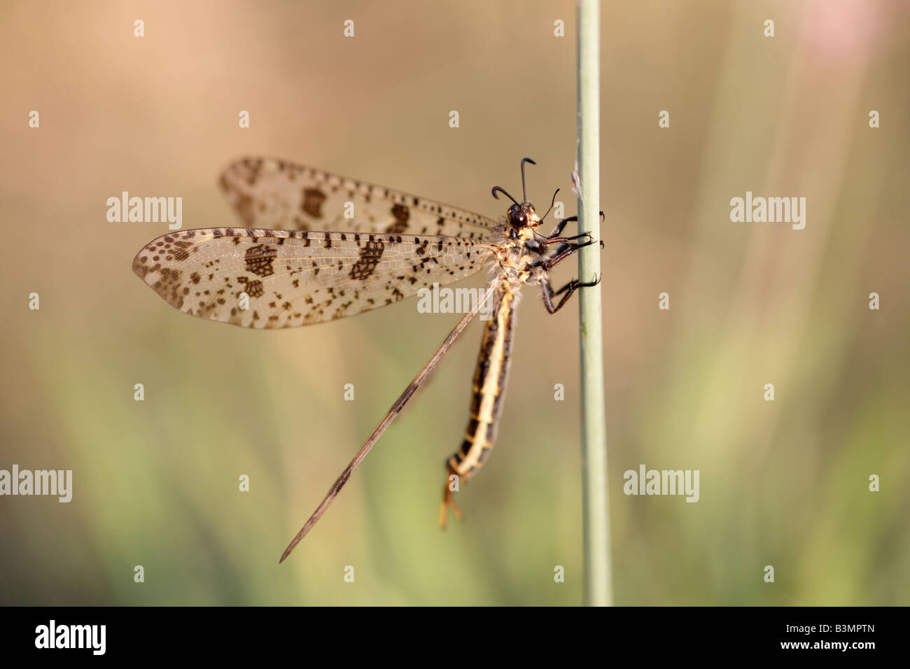 Antlion Palpares libelluloides Péloponnèse, Grèce Banque D'Images